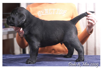 Черный щенок лабрадора